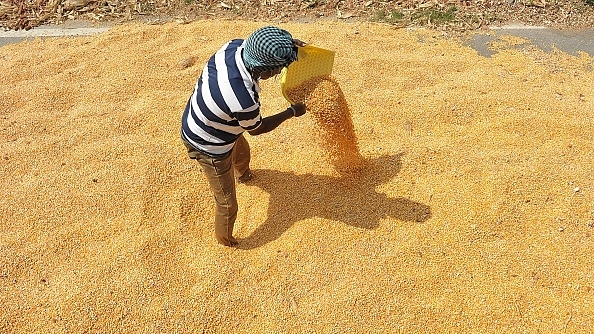 

A farmer dries maize on a highway side road in Thoopran Mandal in Medak District, some 60 km from Hyderabad. (NOAH SEELAM/AFP/Getty Images)