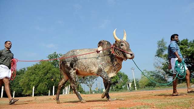 A bull being led to a venue (ARUN SANKAR/AFP/Getty Images)