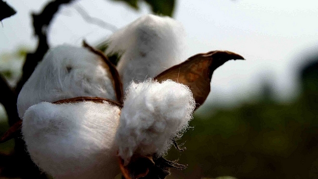 Only Bt cotton is allowed to be grown for commercial cultivation in India. (Abhishek Srivastava/Flickr)