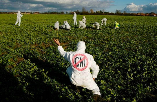 A protester tears up a genetically modified (GM) oil seed rape plant at a demonstration against GM crops at a farm in Long Marsden in Warwickshire, England. (Sion Touhig/GettyImages)