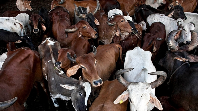 Cows in India (Allison Joyce/Getty Images)