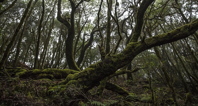 Trees have a life of their own. (Dan Kitwood/GettyImages)&nbsp;