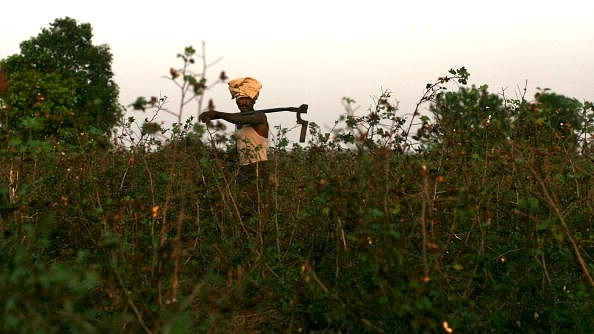 A farmer walks through a cotton field in the village of Sunna in the Vidarbha region of Maharashtra. (Uriel Sinai/Getty Images)