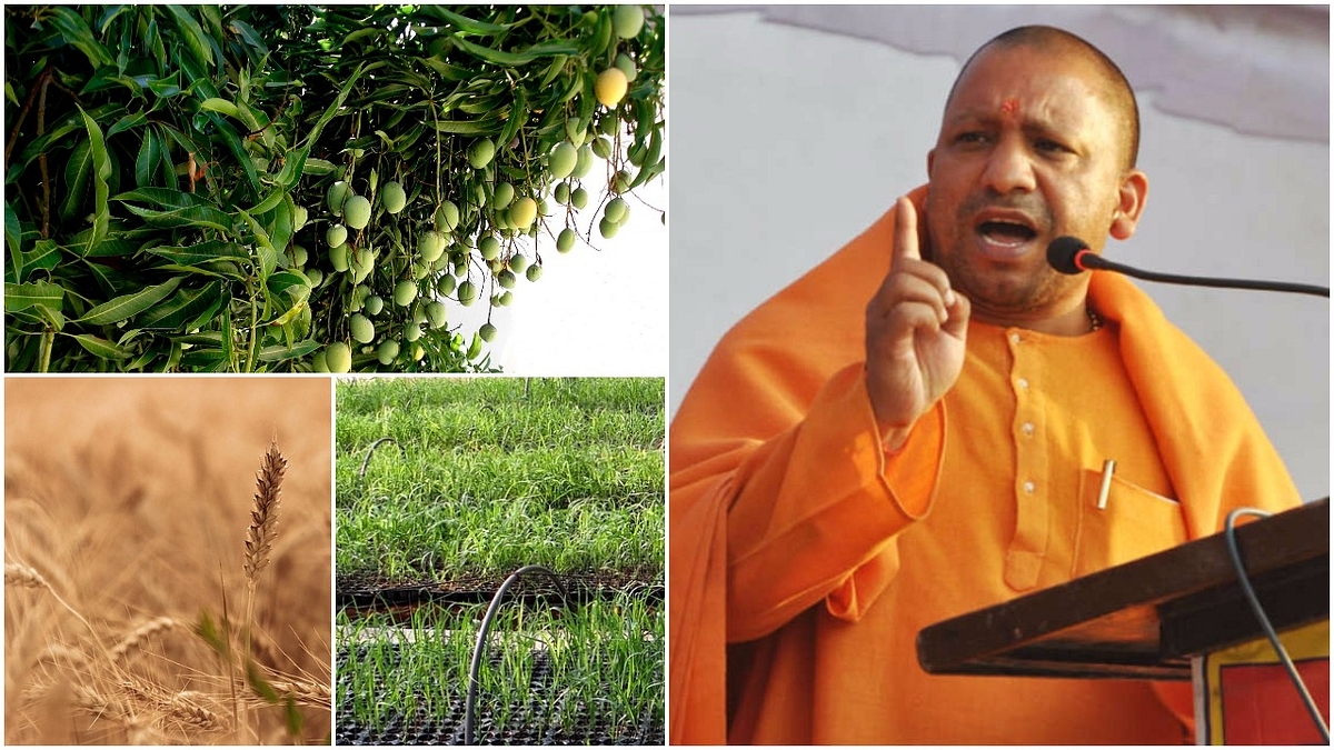 Tips For CM Adityanath: These 11 Steps Can Make Uttar
Pradesh Agriculture ‘Uttam’