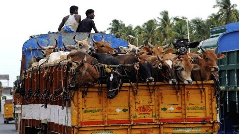 Cattle being transported in an open truck.