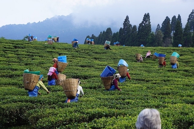 Assam tea gardens