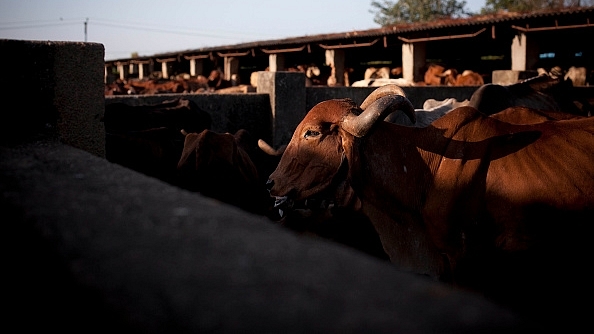 Cows are seen at the Shree Gopala Goshala cow shelter  in Bhiwandi, India (representative image) (Allison Joyce/Getty Images)