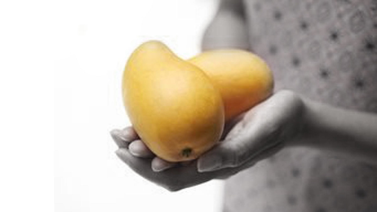 Rajasthan: Farmer From Kota Develops A Dwarf Variety Of Mango That Bears Fruit Round The Year