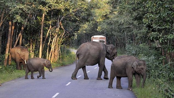 Elephants crossing a highway in Bandipur