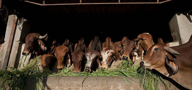 Representative image of cows being fed at a shelter in Bhiwandi, Maharashtra (Allison Joyce/Getty Images)