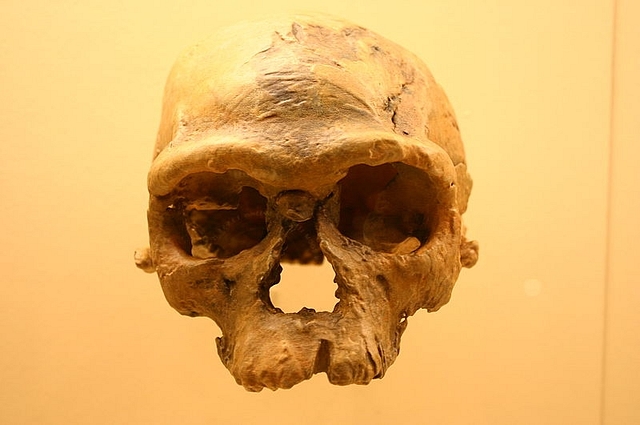 Specimen at the David H. Koch Hall of Human Origins at the Smithsonian Natural History Museum. (Wikimedia Commons)