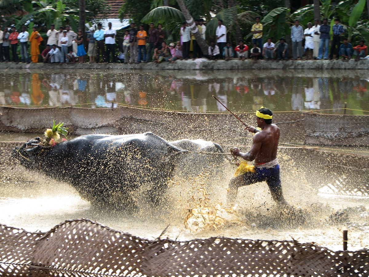 Kambala One Step Away From Being Declared Legal