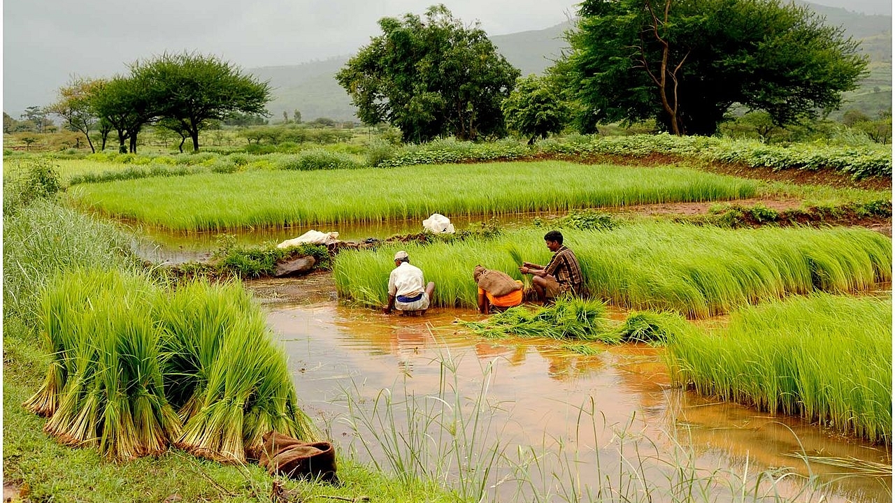 Farmers in a paddy field (Ramnath Bhat/Flickr/WikiCommons)