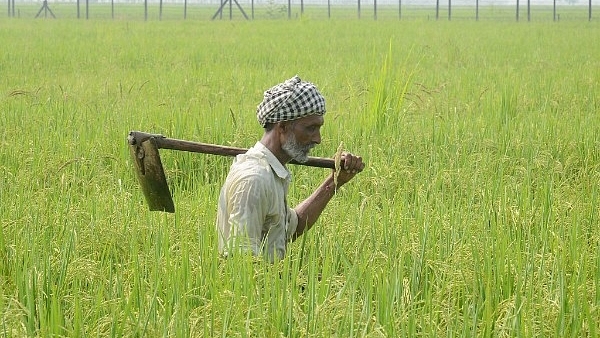 Indian farmer Babu walks with a shovel through his rice field near Amritsar, Punjab. (NARINDER NANU/AFP/Getty Images)