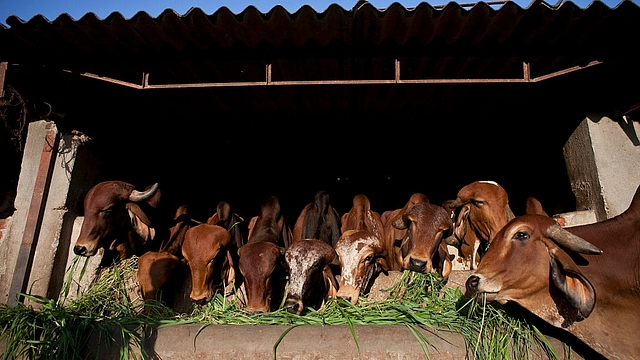 A cow shelter (Allison Joyce/Getty Images)