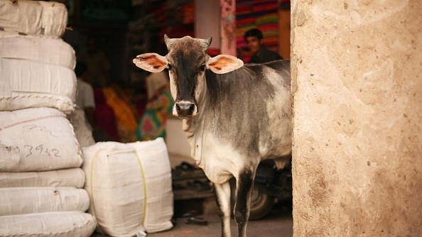 A cow is seen in an alley near the local markets in the walled city centre in Jaipur, India. (Mark Kolbe/Getty Images)