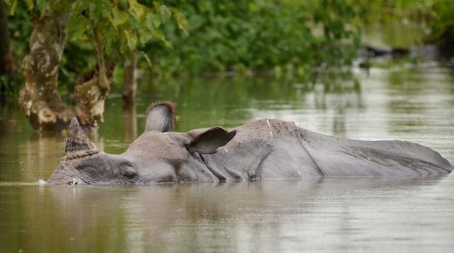 A one-horned rhino in the flooded Kaziranga National park (PTI)