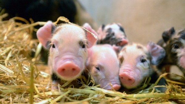 Newly born piglets (Jeff J Mitchell/Getty Images)