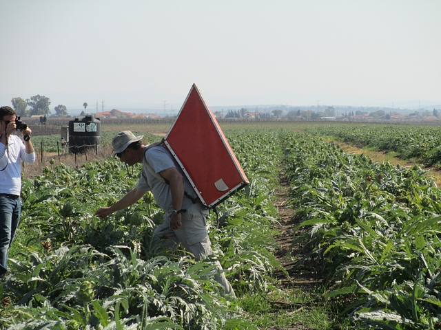 

Artichoke farm in Nir Banim (Dr. Avishai Teicher/Wikimedia Commons)