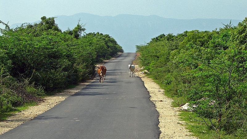 Rural road in Andhra Pradesh, India. 

(WikimediaCommons/McKay Savage)