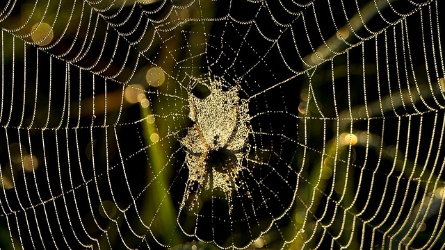 A picture shows the shadow of a spider as he spins a web at sunrise in the village of Krevo, some 100 kms northwest of Minsk, on August 30, 2017 (SERGEI GAPON/AFP/Getty Images)