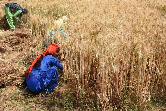 Wheat being harvested in Alwar, Rajasthan (DOMINIQUE FAGET/AFP/Getty Images)