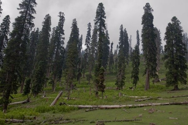  Illicit felling of trees is rampant on private lands in Shimla.&nbsp; (Yawar Nazir/Getty Images)