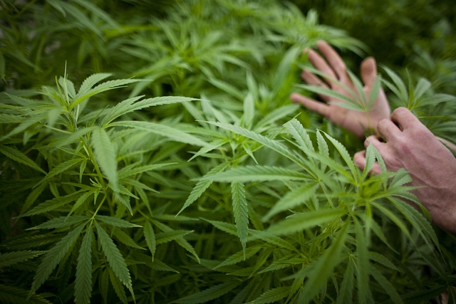 Medical marijuana legalisation seems to be on the right path in India. (Uriel Sinai via Getty Images)