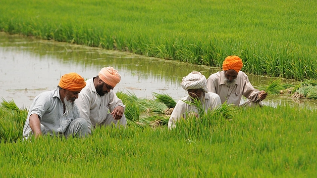 Farmers preparing paddy field near Patiala. (Bharat Bhushan/Hindustan Times via Getty Images)