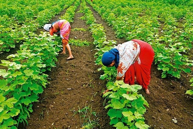 Modi vowed to double farmers’ income by 2022. (Abhijit Bhatlekar/Mint via Getty Images)