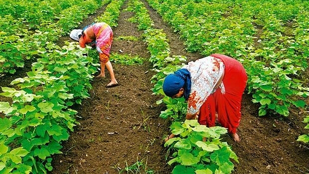 Cotton Farming in Maharashtra (Abhijit Bhatlekar/Mint via Getty Images)