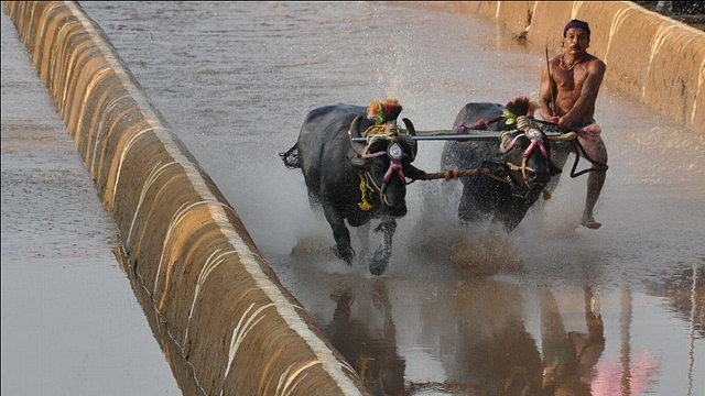 A Kambala race at Pilikula Nisargadhama.