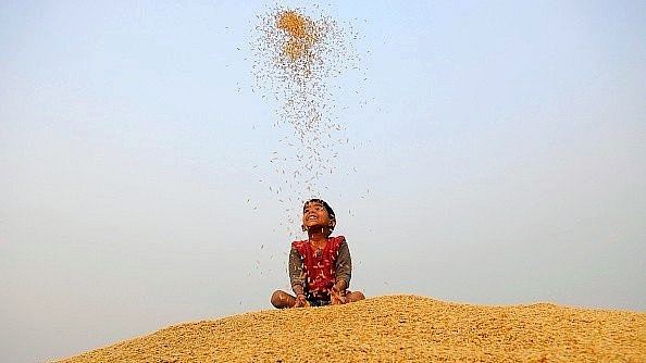 A little boy plays with rice grains during crop harvesting. (Burhaan Kinu /Hindustan Times via Getty Images)