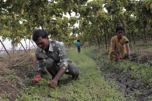 Farmers on a farm in Nashik (Mahendra Parikh/Hindustan Times via Getty Images)