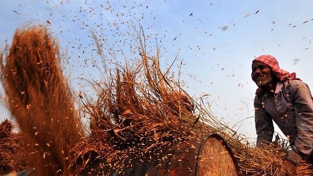 A farmer manually threshes the rice crop on a drum at Suchetgarh village in Jammu, India. (Nitin Kanotra/Hindustan Times via Getty Images)