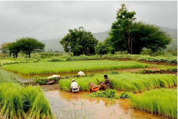 Farmers in a paddy field (Ramnath Bhat/Flickr/WikiCommons)