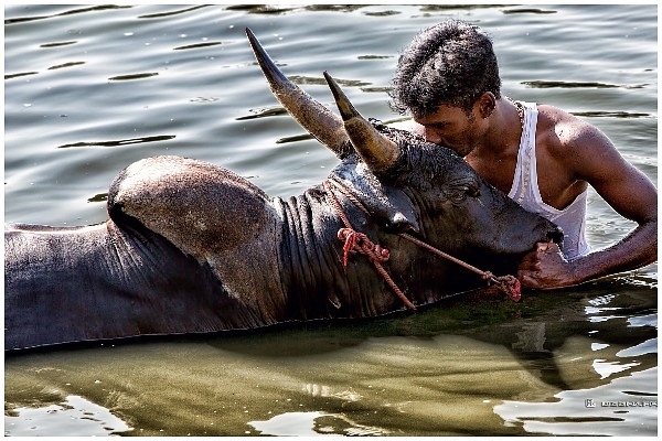 Jallikattu ... a man and animal bond