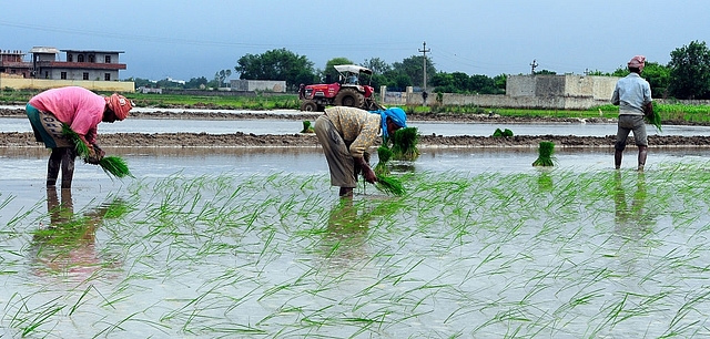 Paddy cultivation in India. (Ramesh Pathania/Mint via Getty Images)