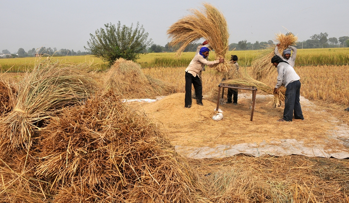China Loves Haryana: State Becomes Neighbour’s Favourite Destination To Import Rice