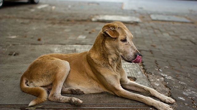 What keeps the dogs on the streets? (Photo: Victor Grigas/Wikimedia Commons)