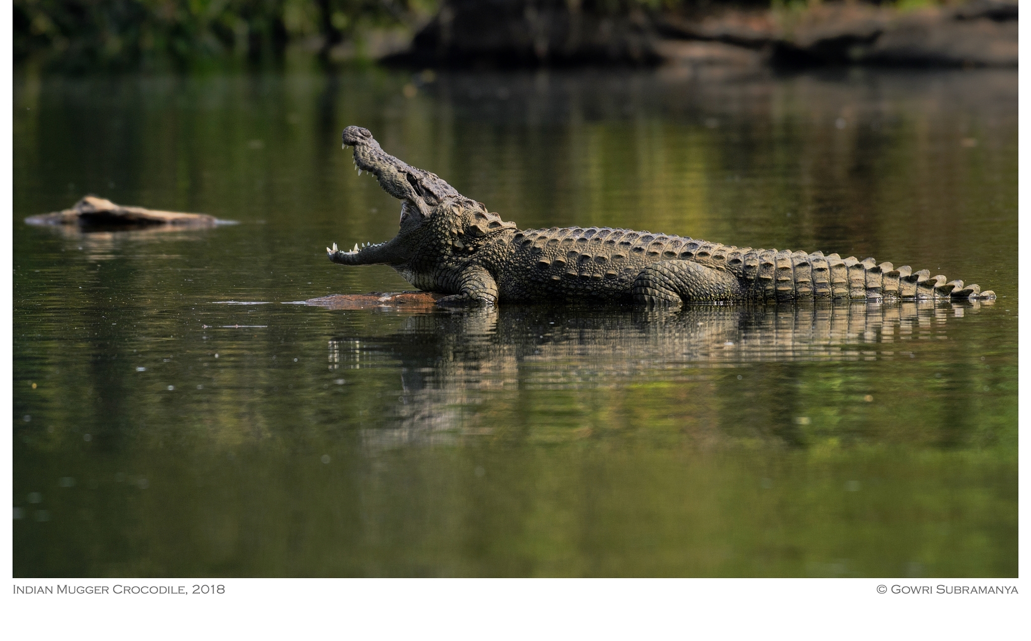 Indian Mugger Crocodile