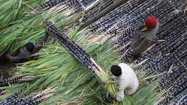 Sugarcane being transported. (GettyImages)