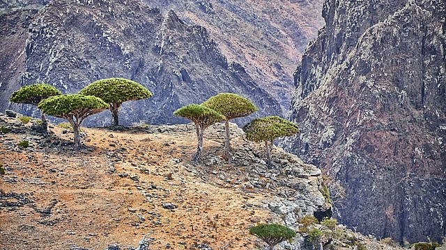 Dragon’s blood trees are endemic to Socotra island. (Rod Waddington/Flickr/Wikimedia Commons)