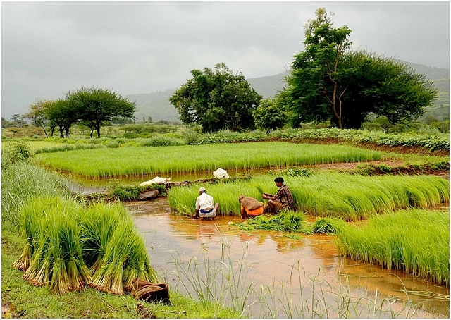 Farmers in a paddy field (Ramnath Bhat/Flickr/WikiCommons)