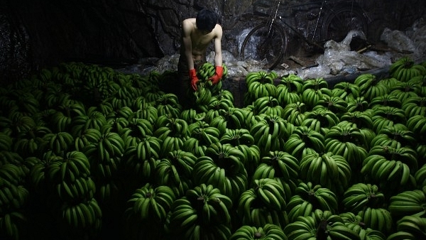 A worker checks bananas at a warehouse. (China Photos/Getty Images)