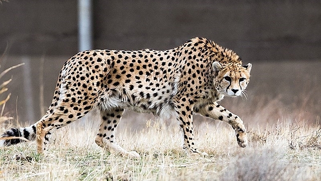 An Asiatic cheetah in Iran. (Tasnim News Agency/Wikimedia Commons)