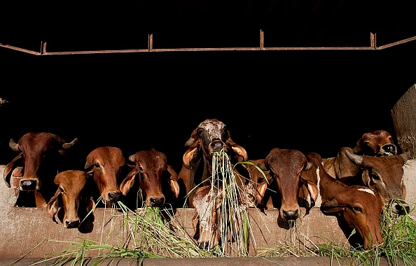 Cow Protection Project: Karnataka Government To Start ‘Gaushalas’ In State-Controlled Temples