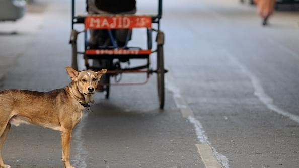Dogs Turn Deadly In UP’s Sitapur: Are Closed Slaughterhouses Really To Blame?