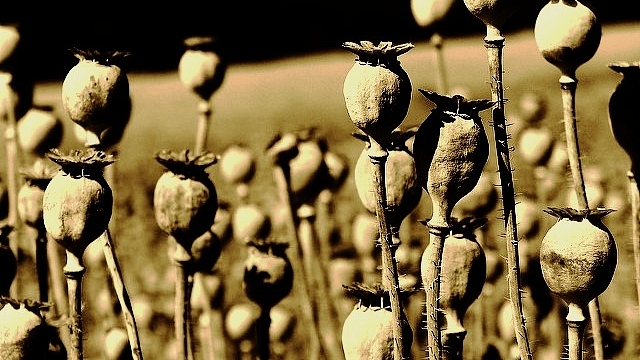 Opium poppy heads (Alastair Rae/Flickr.com)