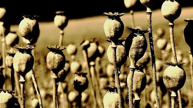 Four Illegal Businesses That Keep Wheels Of Bengal’s Rural Economy Turning